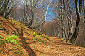 W drodze na Tarnicę - Bieszczady