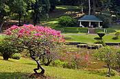 Sri Lanka, Kandy, Ogród Botaniczny Peradeniya