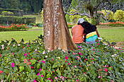 Sri Lanka, Kandy, Ogród Botaniczny Peradeniya