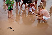 Sri Lanka, Kogala, wypuszczanie do oceanu małych żółwi  